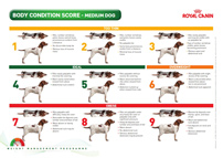 Body condition score card for a medium-sized dog