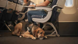 A calm service dog lies at its handler's feet in the foot space area of an airplane seat, demonstrating the behavior of a properly trained service animal. This dog is individually trained to perform tasks that assist a person with a disability, ensuring a comfortable travel experience.